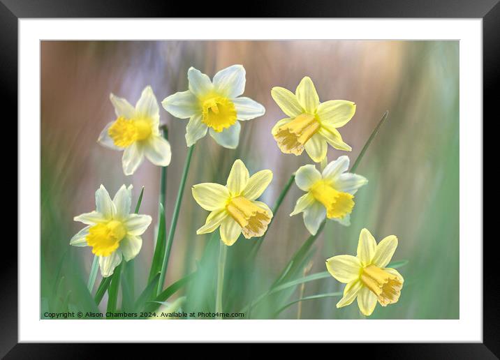 Dreamy Daffodils Framed Mounted Print by Alison Chambers