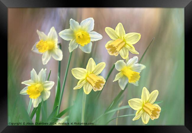 Dreamy Daffodils Framed Print by Alison Chambers