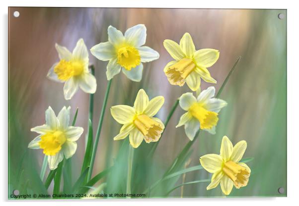Dreamy Daffodils Acrylic by Alison Chambers