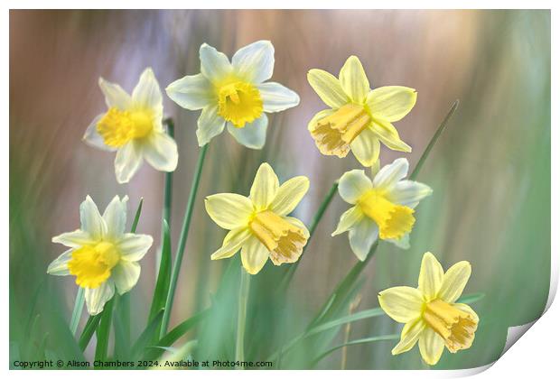 Dreamy Daffodils Print by Alison Chambers