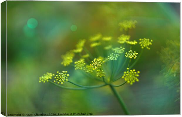 Fennel Flower Canvas Print by Alison Chambers