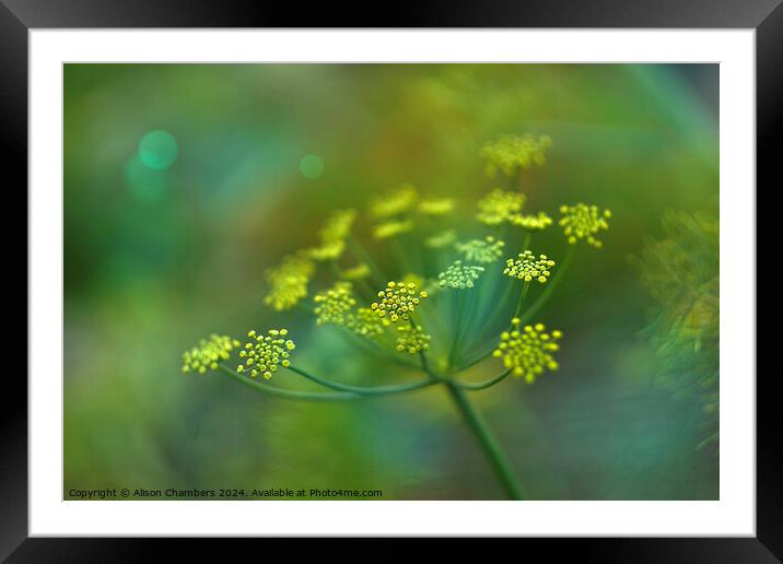 Fennel Flower Framed Mounted Print by Alison Chambers