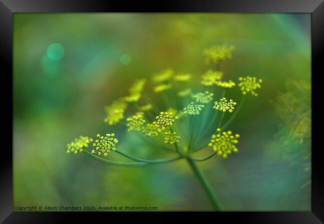 Fennel Flower Framed Print by Alison Chambers