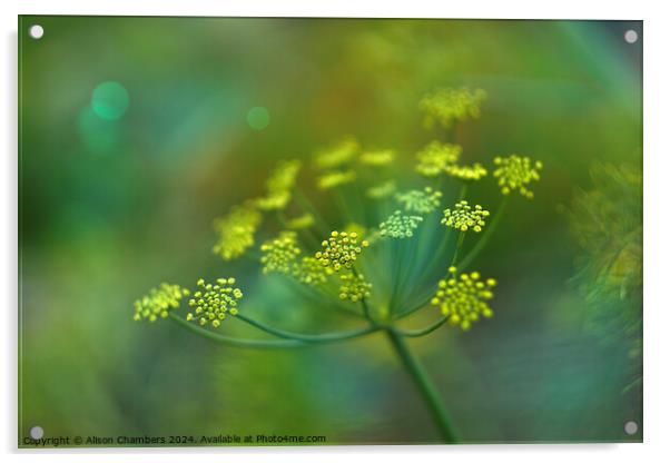 Fennel Flower Acrylic by Alison Chambers