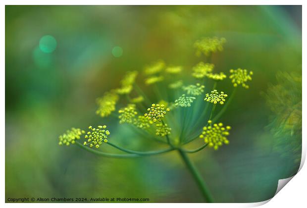 Fennel Flower Print by Alison Chambers