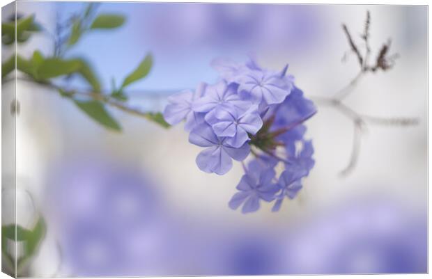 Plumbago Flower Canvas Print by Alison Chambers