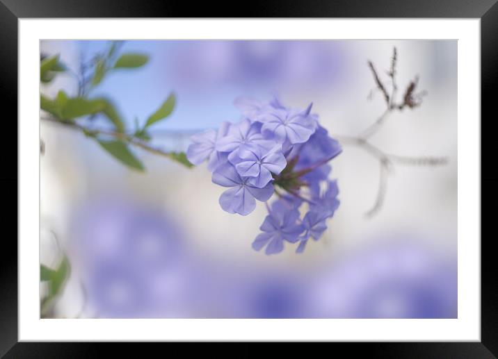 Plumbago Flower Framed Mounted Print by Alison Chambers
