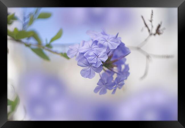Plumbago Flower Framed Print by Alison Chambers