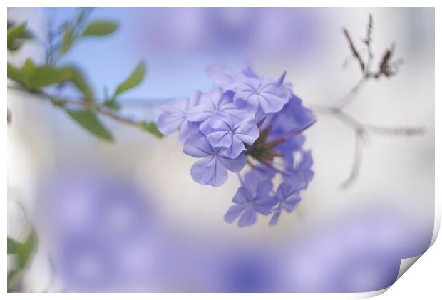 Plumbago Flower Print by Alison Chambers