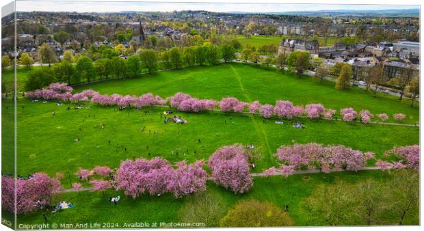 Spring Blossom in City Park in Harrogate, North Yorkshire Canvas Print by Man And Life