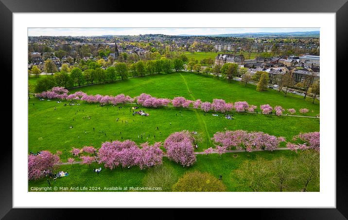 Spring Blossom in City Park in Harrogate, North Yorkshire Framed Mounted Print by Man And Life