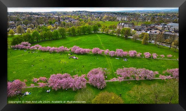 Spring Blossom in City Park in Harrogate, North Yorkshire Framed Print by Man And Life