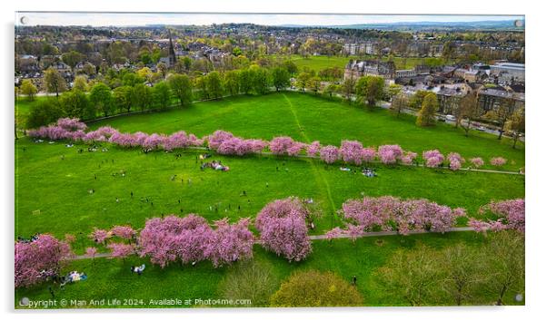Spring Blossom in City Park in Harrogate, North Yorkshire Acrylic by Man And Life