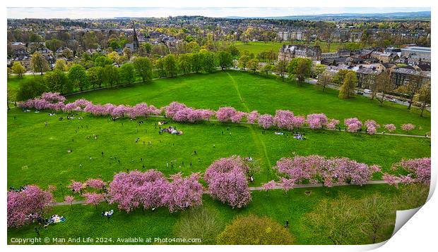 Spring Blossom in City Park in Harrogate, North Yorkshire Print by Man And Life