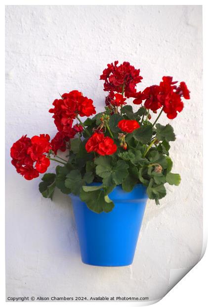 Geraniums Print by Alison Chambers