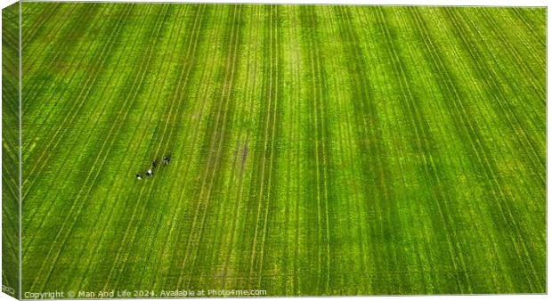 Striking Contrast in a Green Field in Harrogate, North Yorkshire Canvas Print by Man And Life
