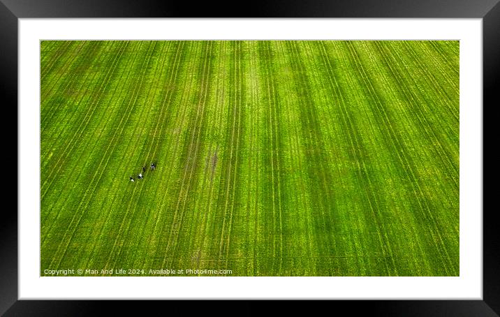 Striking Contrast in a Green Field in Harrogate, North Yorkshire Framed Mounted Print by Man And Life