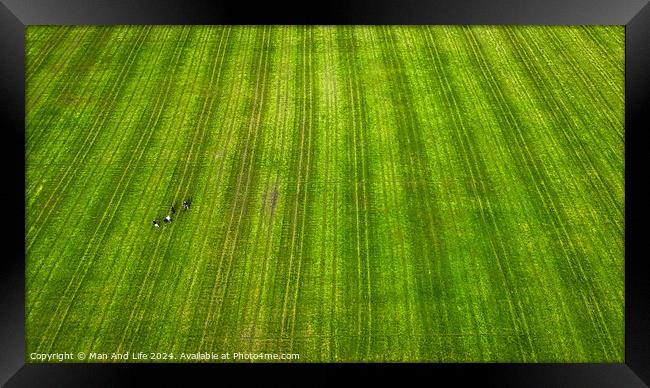 Striking Contrast in a Green Field in Harrogate, North Yorkshire Framed Print by Man And Life