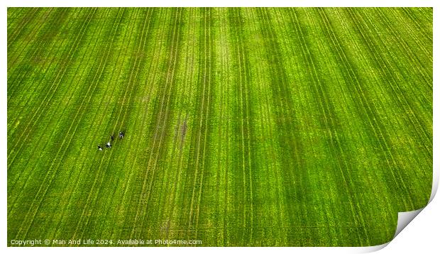 Striking Contrast in a Green Field in Harrogate, North Yorkshire Print by Man And Life