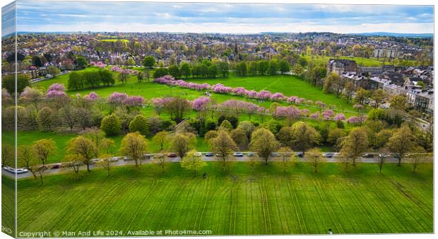 Spring Bloom in City Park in Harrogate, North Yorkshire Canvas Print by Man And Life