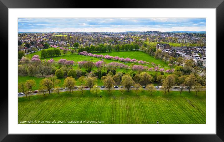 Spring Bloom in City Park in Harrogate, North Yorkshire Framed Mounted Print by Man And Life
