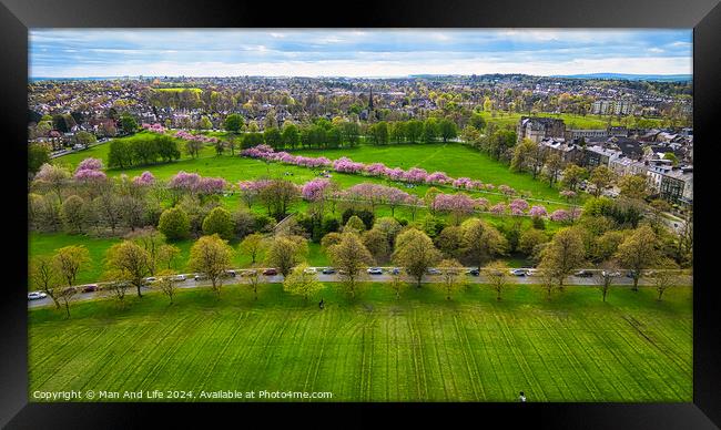 Spring Bloom in City Park in Harrogate, North Yorkshire Framed Print by Man And Life