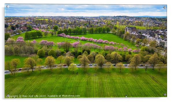 Spring Bloom in City Park in Harrogate, North Yorkshire Acrylic by Man And Life