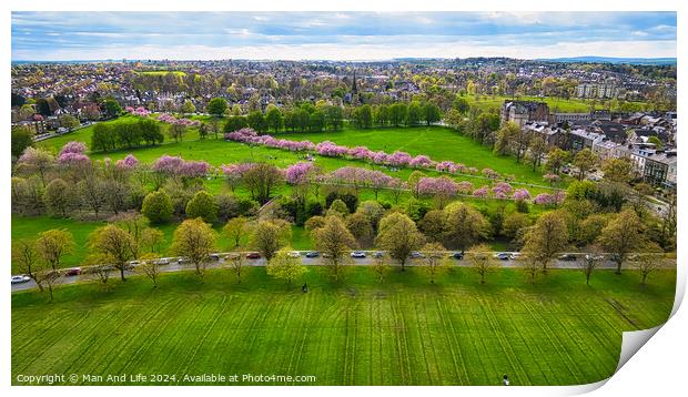 Spring Bloom in City Park in Harrogate, North Yorkshire Print by Man And Life