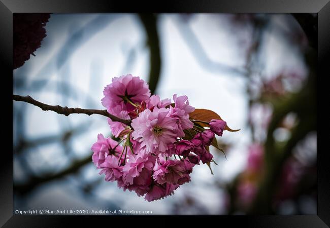 Pink Cherry Blossoms in Bloom Framed Print by Man And Life