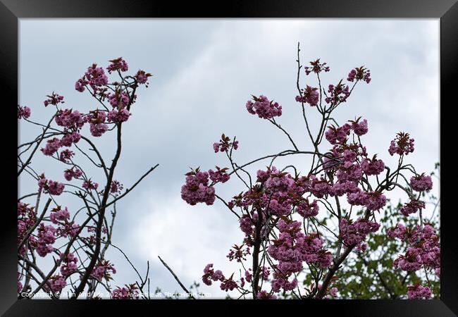 Spring Blossoms Against Cloudy Sky Framed Print by Man And Life