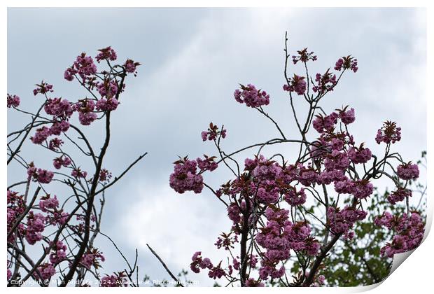 Spring Blossoms Against Cloudy Sky Print by Man And Life