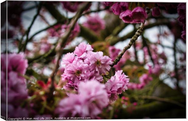 Vibrant Pink Cherry Blossoms Canvas Print by Man And Life