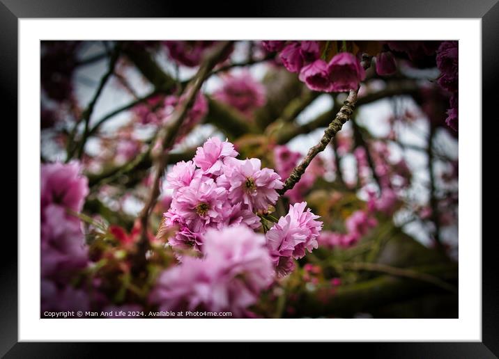 Vibrant Pink Cherry Blossoms Framed Mounted Print by Man And Life