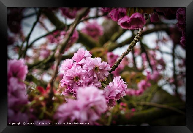 Vibrant Pink Cherry Blossoms Framed Print by Man And Life