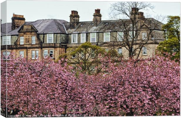 Spring Blossoms and Stone Houses in North Yorkshire Canvas Print by Man And Life