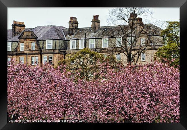 Spring Blossoms and Stone Houses in North Yorkshire Framed Print by Man And Life