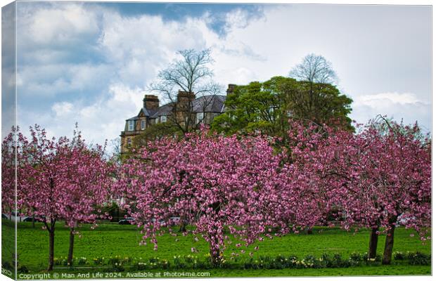 Spring Blossom Spectacle in North Yorkshire Canvas Print by Man And Life