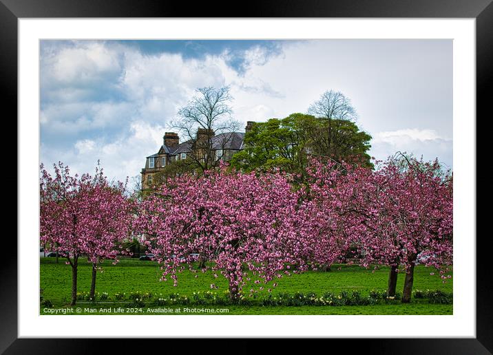 Spring Blossom Spectacle in North Yorkshire Framed Mounted Print by Man And Life
