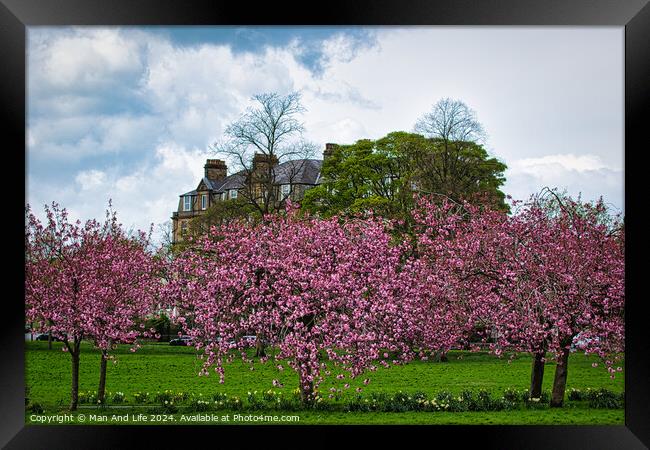 Spring Blossom Spectacle in North Yorkshire Framed Print by Man And Life