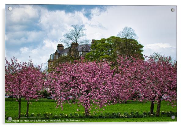 Spring Blossom Spectacle in North Yorkshire Acrylic by Man And Life