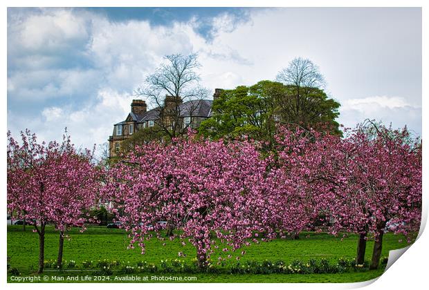 Spring Blossom Spectacle in North Yorkshire Print by Man And Life