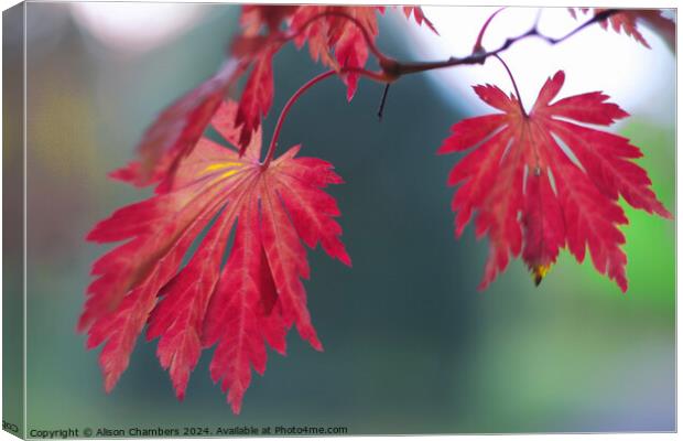 Red Acer Leaves Canvas Print by Alison Chambers