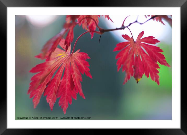 Red Acer Leaves Framed Mounted Print by Alison Chambers