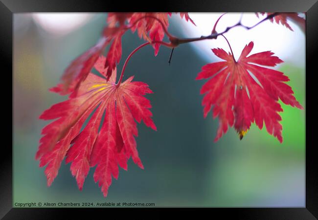 Red Acer Leaves Framed Print by Alison Chambers