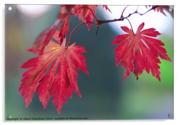 Red Acer Leaves Acrylic by Alison Chambers