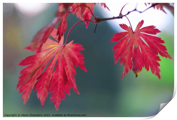 Red Acer Leaves Print by Alison Chambers