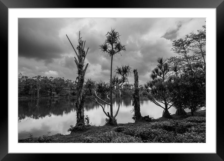 Lake and Trees at Bois Cheri Tea Plantation Framed Mounted Print by Dietmar Rauscher