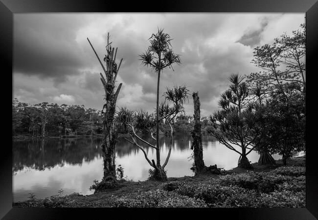 Lake and Trees at Bois Cheri Tea Plantation Framed Print by Dietmar Rauscher