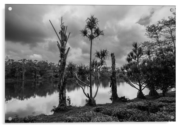 Lake and Trees at Bois Cheri Tea Plantation Acrylic by Dietmar Rauscher