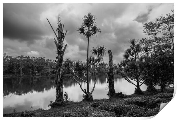 Lake and Trees at Bois Cheri Tea Plantation Print by Dietmar Rauscher